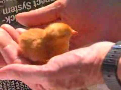 вечерние женские прически вечерние женские прически
